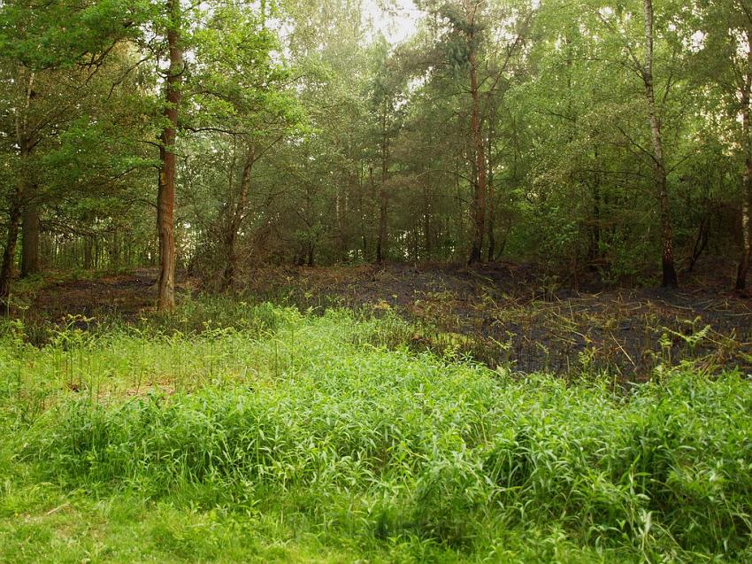 Waldbrand Bergisch Gladbach Bensberg P087.JPG